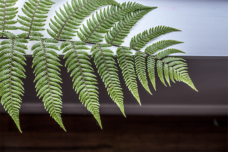 photo of fern by Irihipeti Waretini